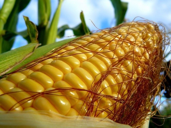 Американцы прогнозируют увеличение производства кукурузы в Украине на 16% фото, иллюстрация
