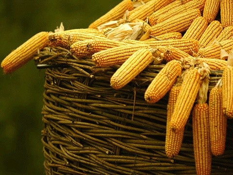 "КВС-Украина" презентовала новый каталог гибридов кукурузы фото, иллюстрация