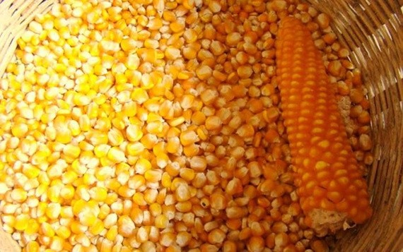 Китай знижує імпорт кукурудзи з України фото, ілюстрація