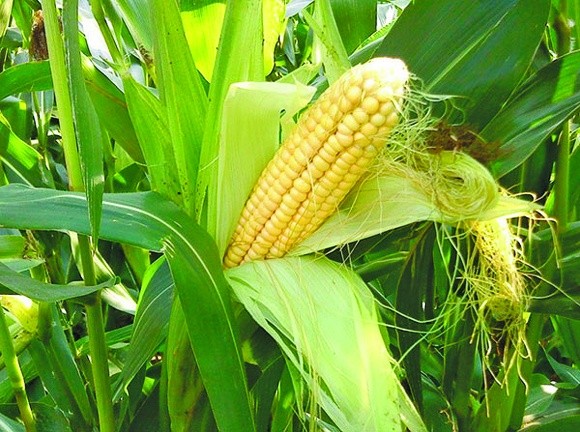 Рентабельність продажів продуктів переробки кукурудзи може матиме 14% фото, ілюстрація