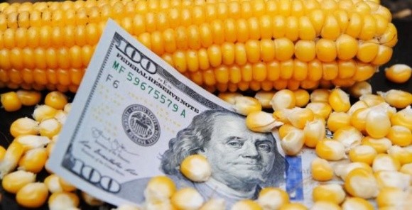 40% експорту української кукурудзи припадає на Китай, — АПК-Інформ фото, ілюстрація