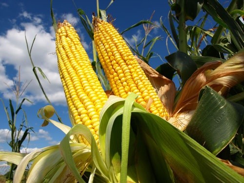 У Сумській області почалося збирання кукурудзи фото, ілюстрація