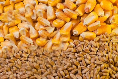 Експортні ціни на пшеницю у світі в лютому знизилися, а на кукурудзу зросли фото, ілюстрація