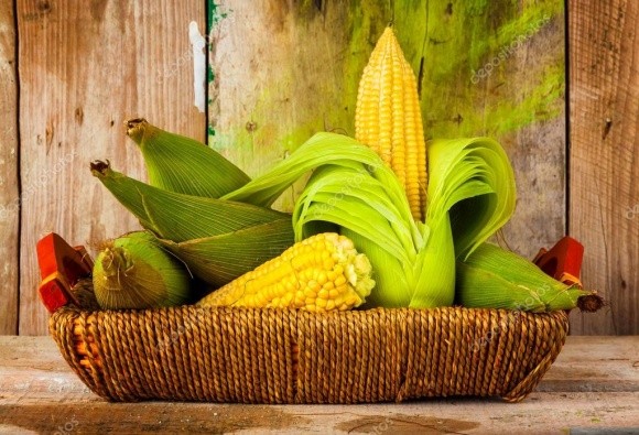 Bayer презентував новий протруйник для кукурудзи від нематод фото, ілюстрація