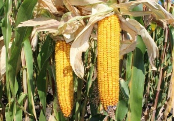 На Вінниччині через посуху врожайність кукурудзи на зерно зменшиться до 20% фото, ілюстрація