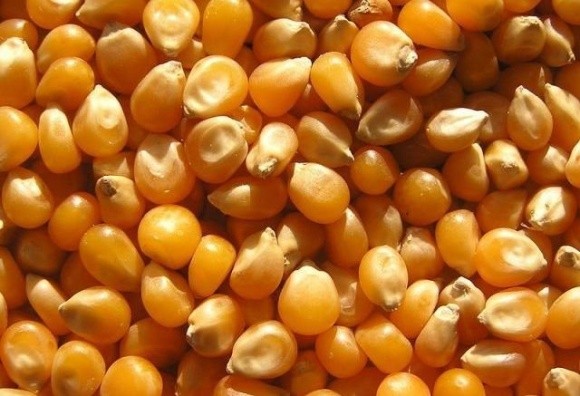 Немає жодних передумов для обмеження експорту кукурудзи, — УЗА фото, ілюстрація