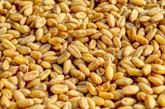 Сирія закупить в росії 600 тис. тонн пшениці фото, ілюстрація