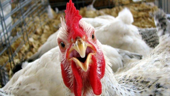 Україна втратила ключового споживача своєї курятини фото, ілюстрація