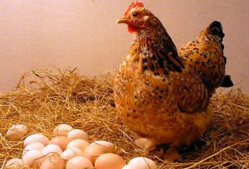 Британские ученые узнали, что было сначала - курица или яйцо фото, иллюстрация
