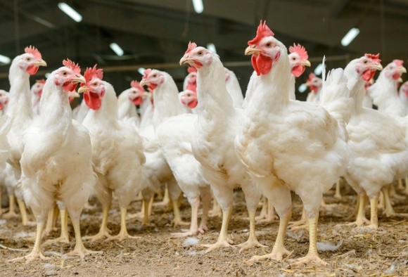 ЄС перегляне заборону на експорт курятини до 21 грудня, - МХП фото, ілюстрація