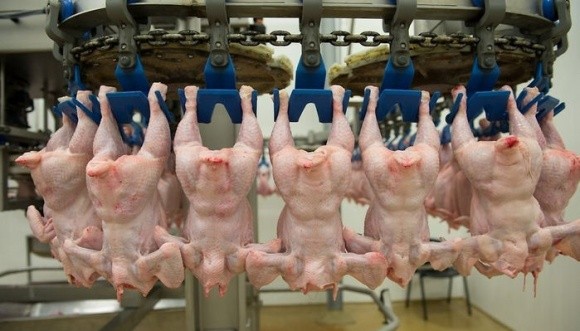 Європа заборонила експорт курятини, бо не бачить в Україні партнера - експерт фото, ілюстрація