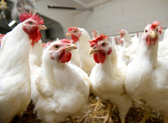ЄС тимчасово заборонив увезення української курятини фото, ілюстрація