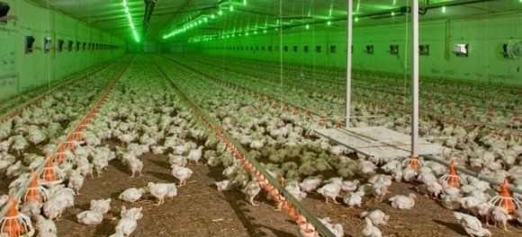 Через ціну на газ виробники курятини з Черкащини можуть зупинити виробництво фото, ілюстрація