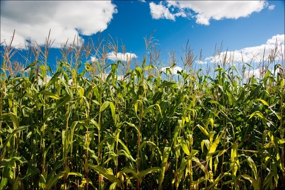 Селекція продуктивної кукурудзи погіршує її адаптивність фото, ілюстрація