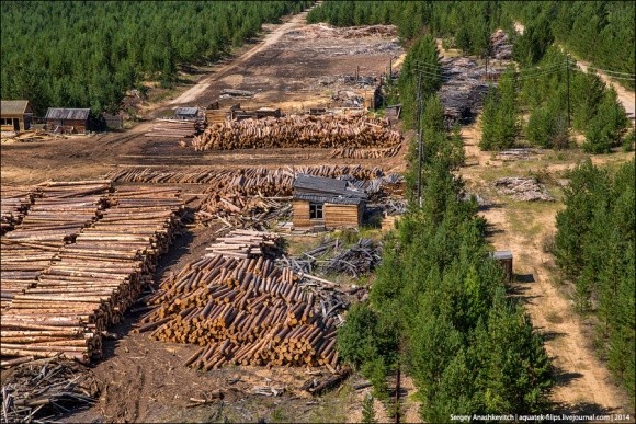 З України до Європи вкрали ліс на 8 мільйонів фото, ілюстрація