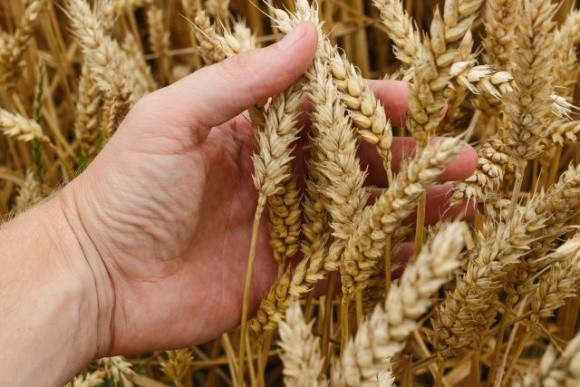 Ліцензування експорту пшениці скасовано фото, иллюстрация