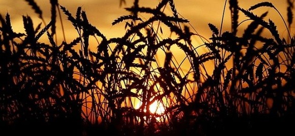 Ліцензування українського агроекспорту: Болгарія заявила про перші порушення фото, ілюстрація