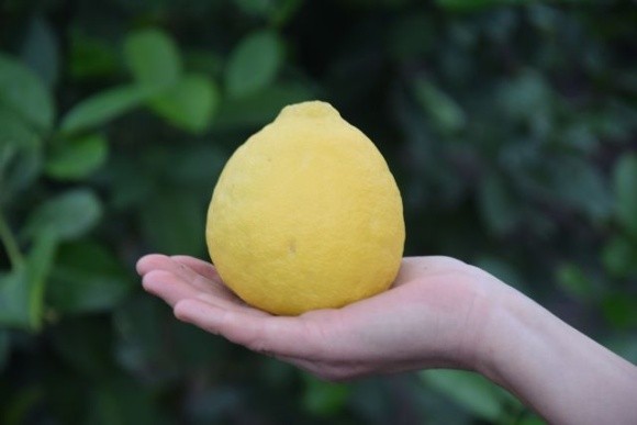 Вродили лимони в лісах Волині фото, ілюстрація