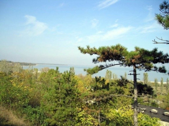 В Запорожье несколько раз «перепродали» как сельскохозяйственную землю участки Богатырского лесничества  фото, иллюстрация
