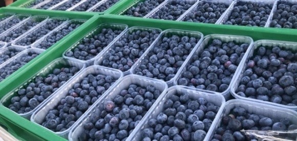 BigBlue Organic Blueberry Farm вже цього сезону вийде на ринок Скандинавії фото, ілюстрація