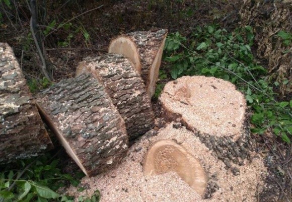 Битва за лісосмуги: у Дніпропетровській області фермери повстали проти лісорубів фото, ілюстрація