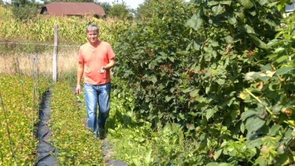 Як фермер з Луганщини вирощує саджанці лохини на Івано-Франківщині  фото, ілюстрація