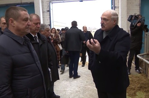 Лукашенко звільнив Міністра сільського господарства та ще двох чиновників через "обісраних корів" фото, ілюстрація