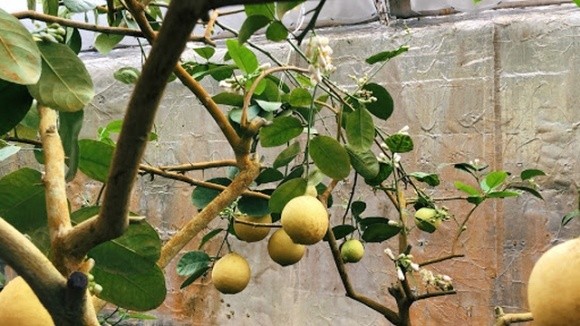 Тропічний рай: у Броварському районі вирощують різні сорти екзотичних фруктів фото, ілюстрація