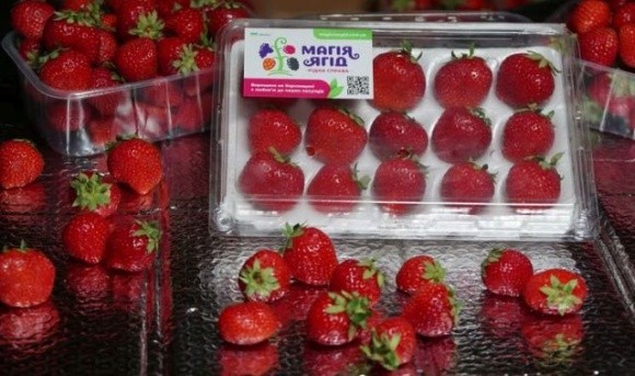 Херсонські виробники продають ягоди через інтернет фото, ілюстрація