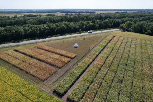 На Тернопільщині відкрили селекційну станцію по створенню нових гібридів кукурудзи фото, ілюстрація