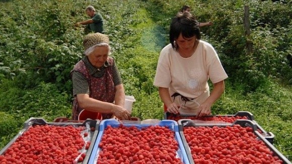 «Укрсадпром» стурбований блокуванням української малини на польському кордоні фото, ілюстрація