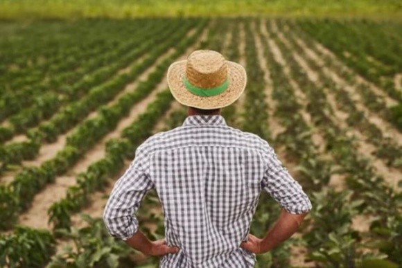 Середній та малий бізнес виробляють 75% аграрного ВВП, – Андрій Дикун фото, ілюстрація