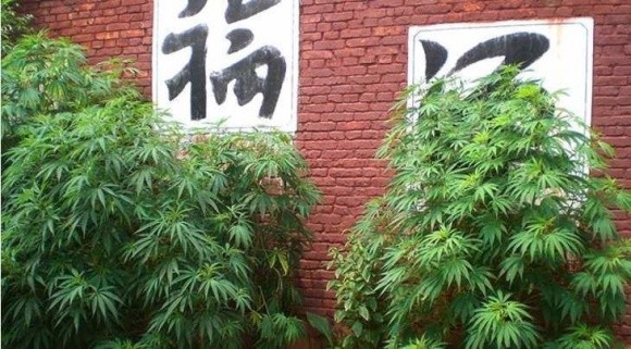 Китайські фермери замість льону почали вирощувати марихуану фото, ілюстрація