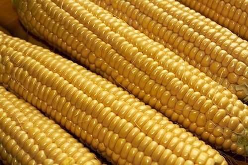 Котирування кукурудзи на світових майданчиках 25 липня подешевшали фото, ілюстрація