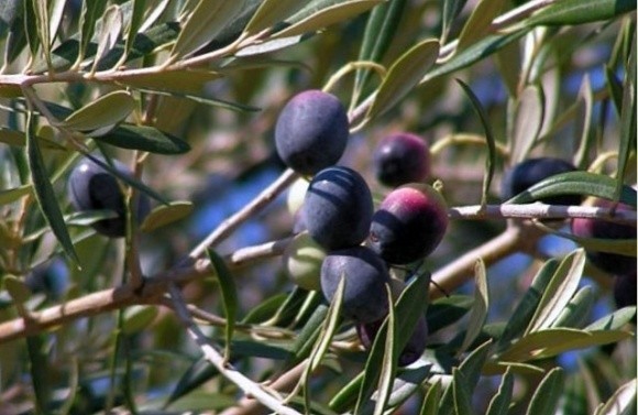 На півдні України садівниця вирощує оливки фото, ілюстрація