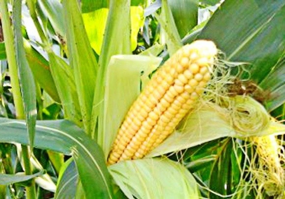 Через високі температури врожайність кукурудзи може знизитися фото, ілюстрація