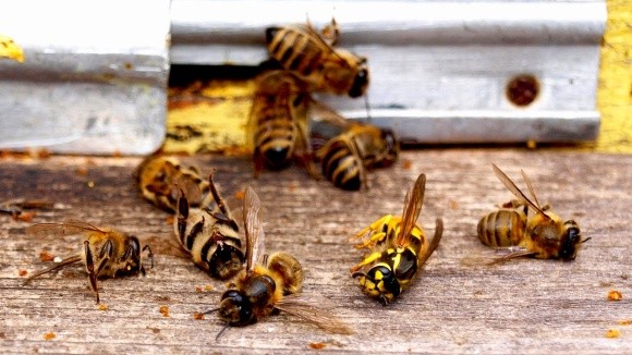 Масова загибель бджіл зафіксована в трьох областях України фото, ілюстрація