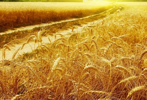 УЗА пропонує «прожарювати» пшеницю на борошномельних підприємствах Індонезії фото, ілюстрація