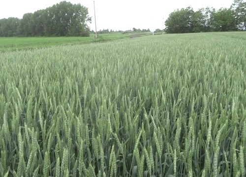 Аграрії Черкаської області побоюються розвитку хвороб на озимій пшениці у весняний період фото, ілюстрація