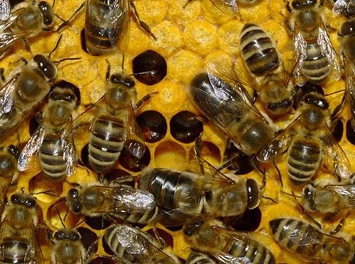 На Одещині загинули мільйони бджіл через отруту, якою фермер обробив поля ріпаку фото, ілюстрація