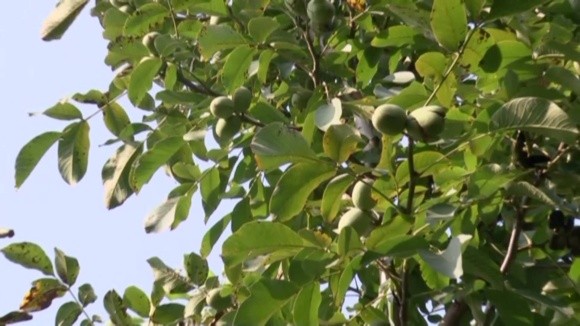 Горіхові сади в Україні випередили втричі яблуневі фото, ілюстрація
