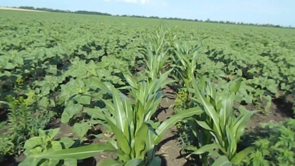 Вибір українських фермерів: кукурудза чи соя? фото, ілюстрація