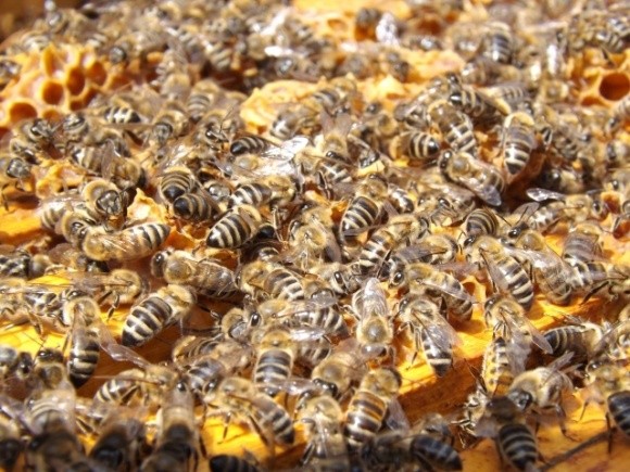 Фермер у Польщі може сісти на 8 років за винищення 7,5 млн бджіл фото, ілюстрація