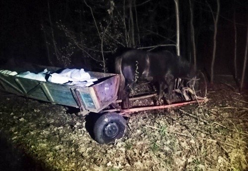 Троє українців намагались провезти до Білорусі 800 кг сала кіньми фото, ілюстрація
