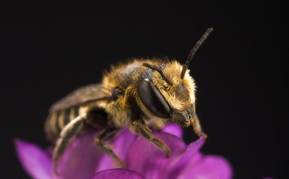 Дослідження виявило, що популярний інсектицид небезпечний для бджіл у будь-яких кількостях фото, ілюстрація