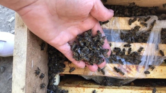 8 млн бджіл загинули на Закарпатті під час доставки вантажівкою «Укрпошти» фото, ілюстрація