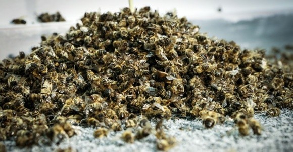 Держпродспоживслужба ініціює посилення відповідальності за отруєння бджіл фото, ілюстрація