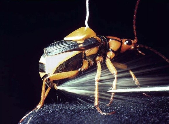 Уряд Німеччини стурбований скороченням популяції комах в країні фото, ілюстрація
