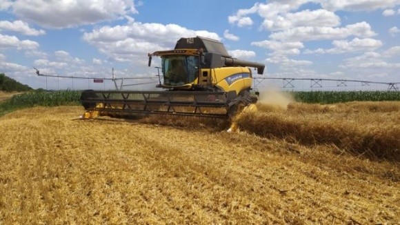 На полі Миколаївського аграрного університету збирають пшеницю, вирощену за польською технологією фото, ілюстрація