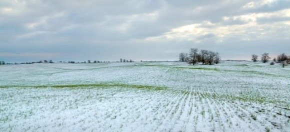  Аграрії Миколаївщини сподіваються, що сніг захистив посіви від морозів  фото, ілюстрація